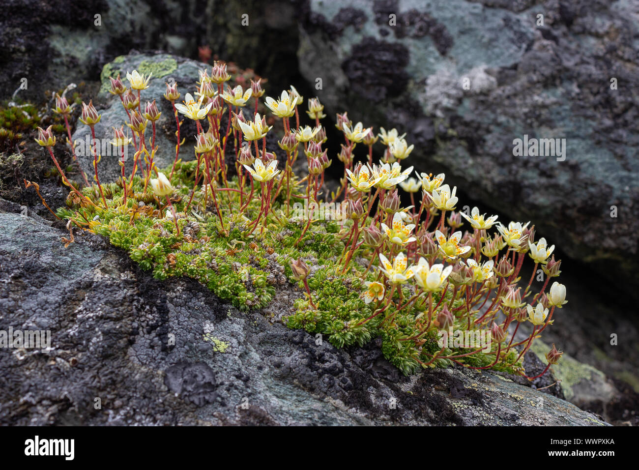Alpine flower Saxifraga Bryoides (mossy saxifrage) on rock. Low perspective. Aosta valley, Italy. Stock Photo