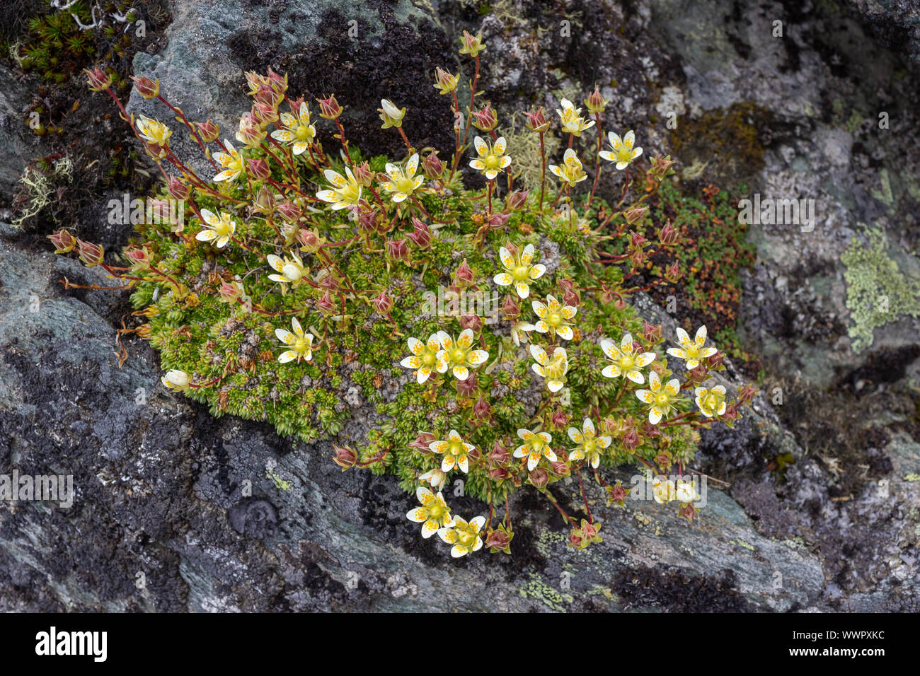 Alpine flower Saxifraga Bryoides (mossy saxifrage) on rock. Top view. Aosta valley, Italy. Stock Photo