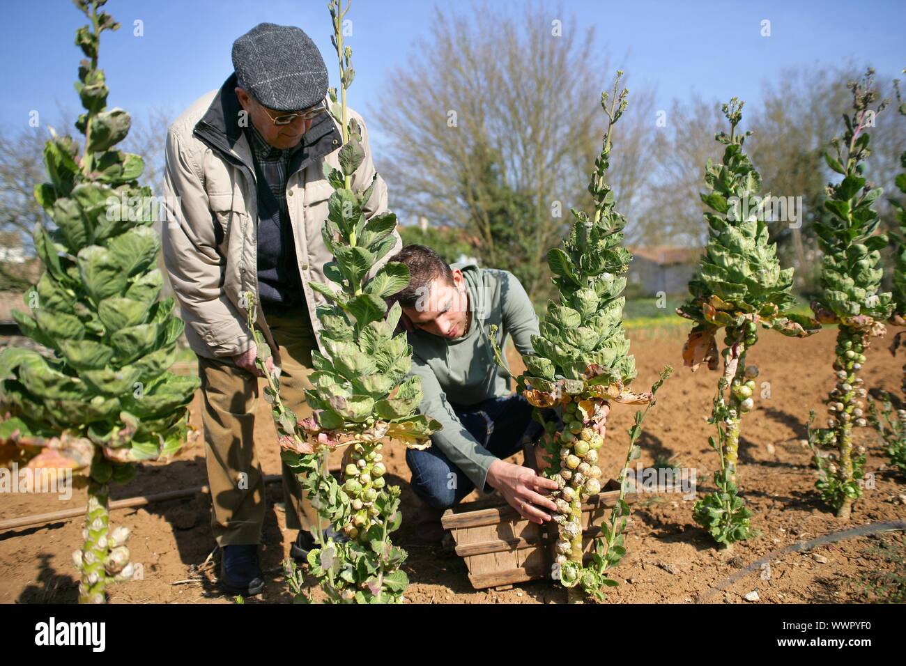 Man planting trees Stock Photo - Alamy