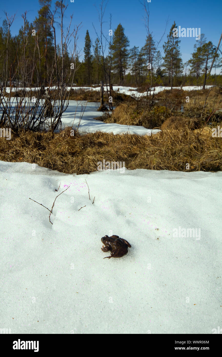 Spring. The revival of frogs. Stock Photo