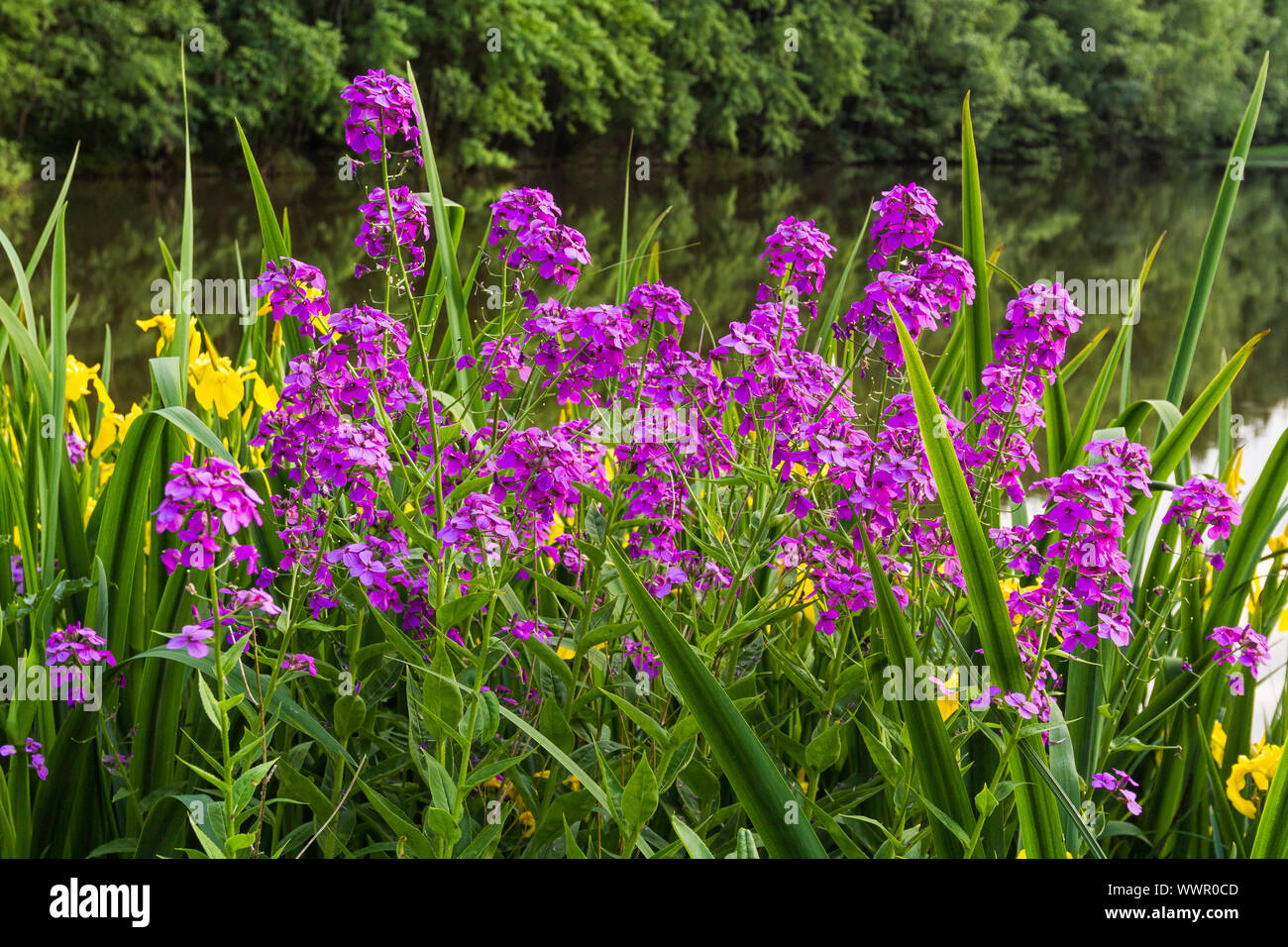 Summer flowering plants hi-res stock photography and images - Alamy
