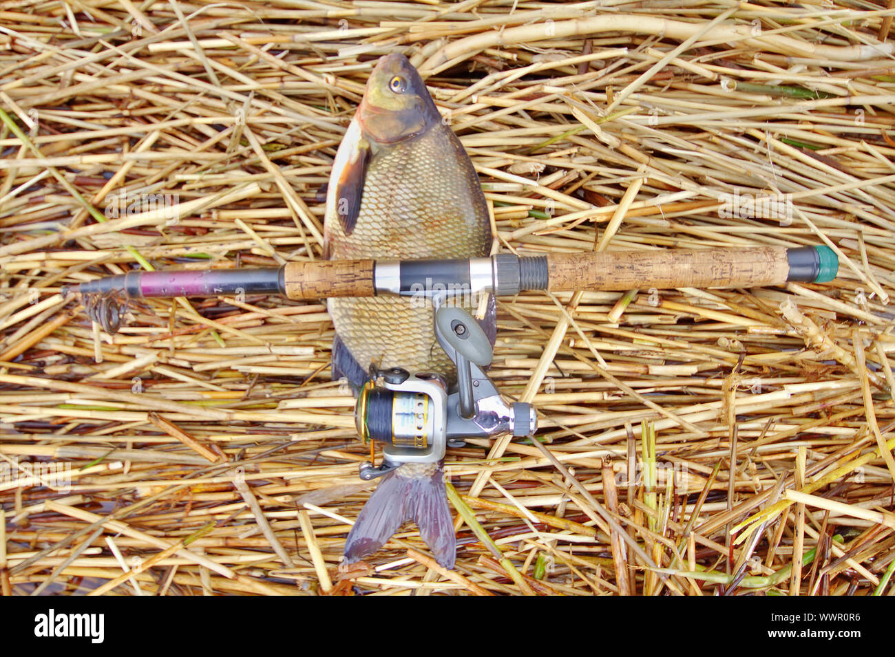 fishing rod with big bream Stock Photo Alamy