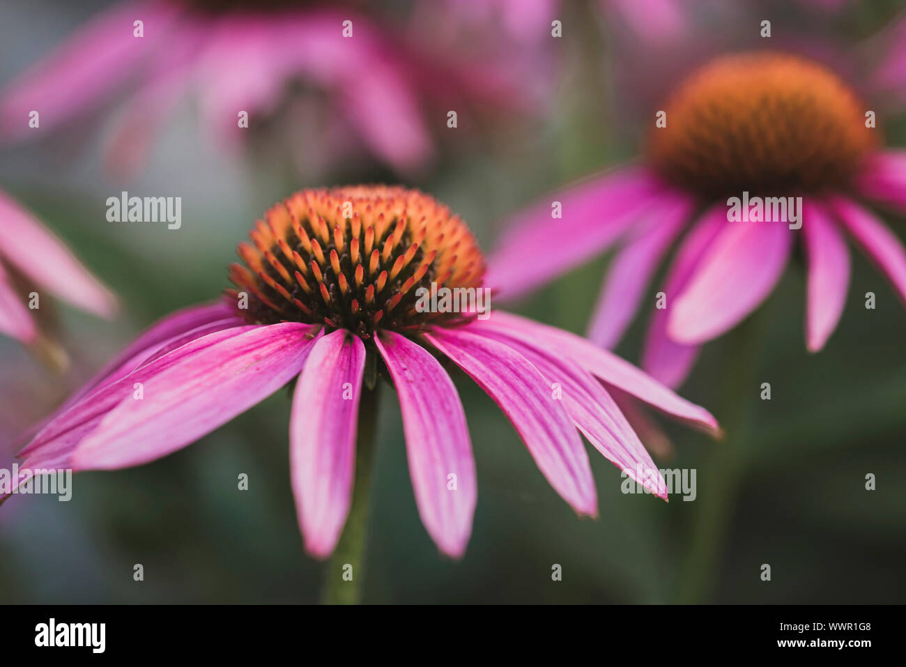 Close up of purple echinacea flowers blooming in a garden. Stock Photo