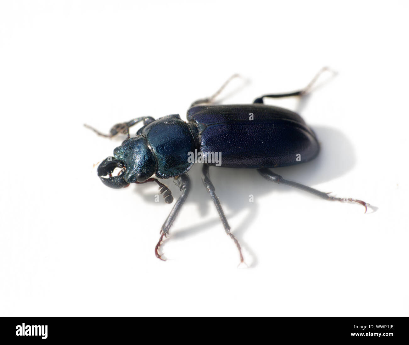 Heavy Insect Harmful forest insects hi-res stock photography and images - Alamy