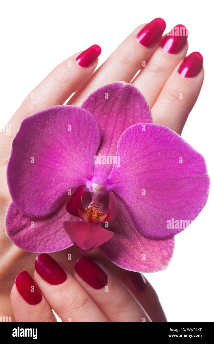 Manicured nails caress dark pink flower pedals Stock Photo