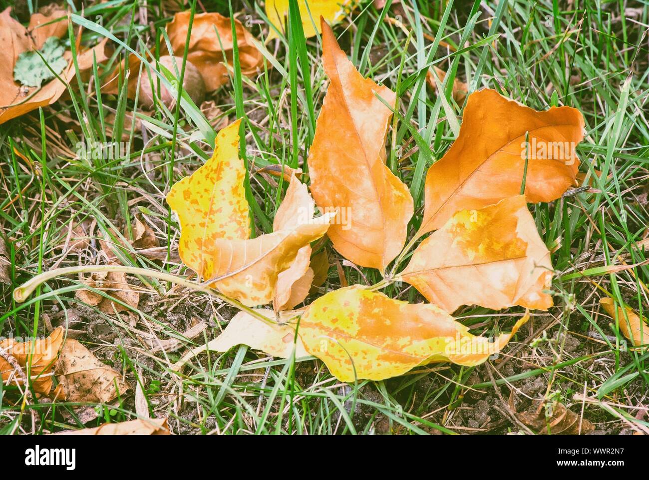 Fallen yellow oak leaves on a background of grass on the ground Stock ...