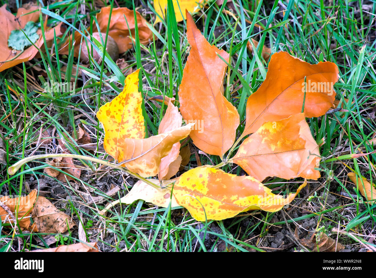 Ground with grass and yellow leaves hi-res stock photography and images ...