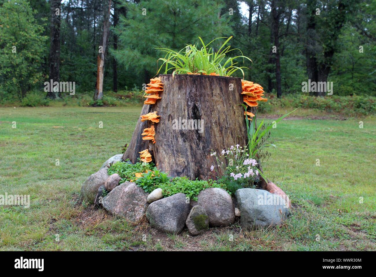 Old Stump Being Used As A Planter Stock Photo