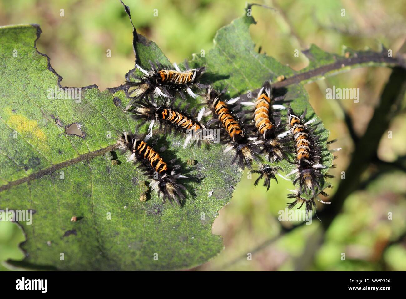 Milkweed Tussock Caterpillars On A Chewed Up Milkweed Leaf Stock Photo