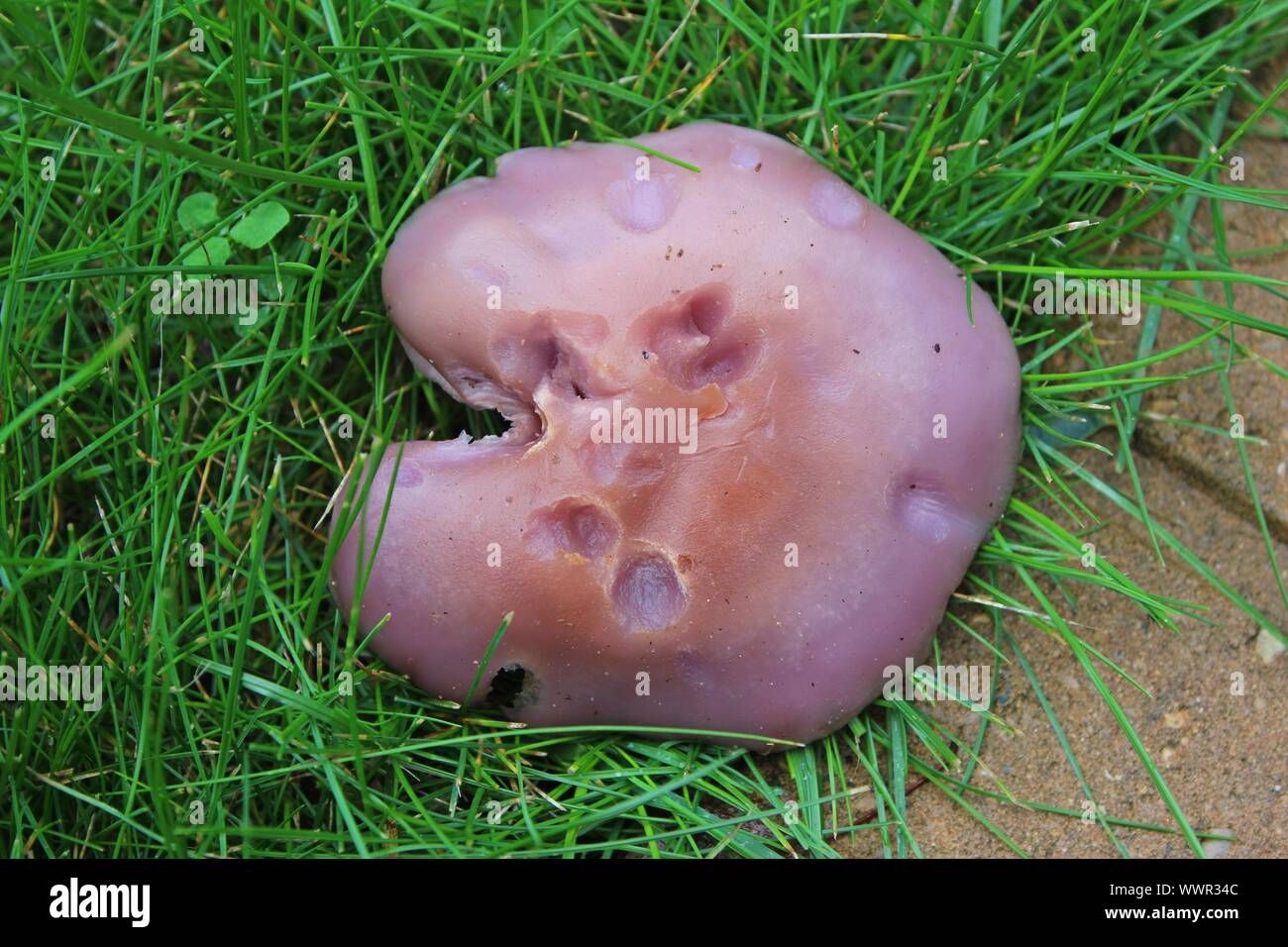 A Blewit Mushroom With Bite Marks On It Growing In The Yard Stock Photo