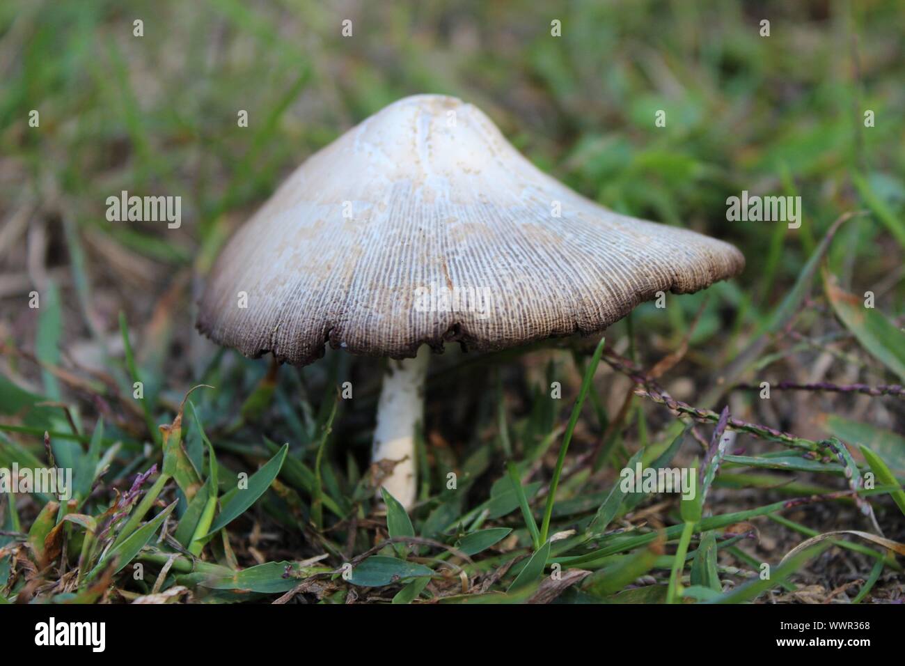 A Fairy Toadstool In The Grass Stock Photo