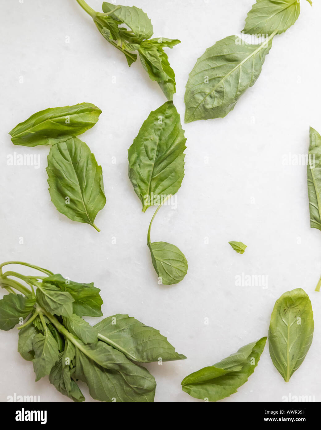 green basil leaves lying on marble counter Stock Photo