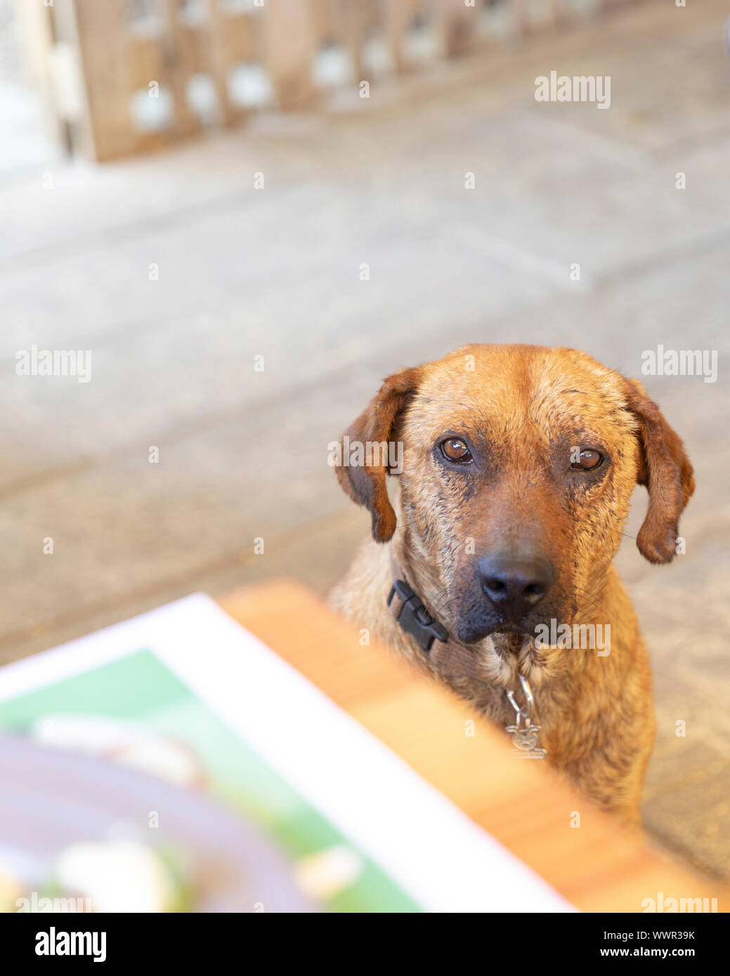 Stray dog begging for food in a restaurant near Cabo San Lucas, Mexico Stock Photo