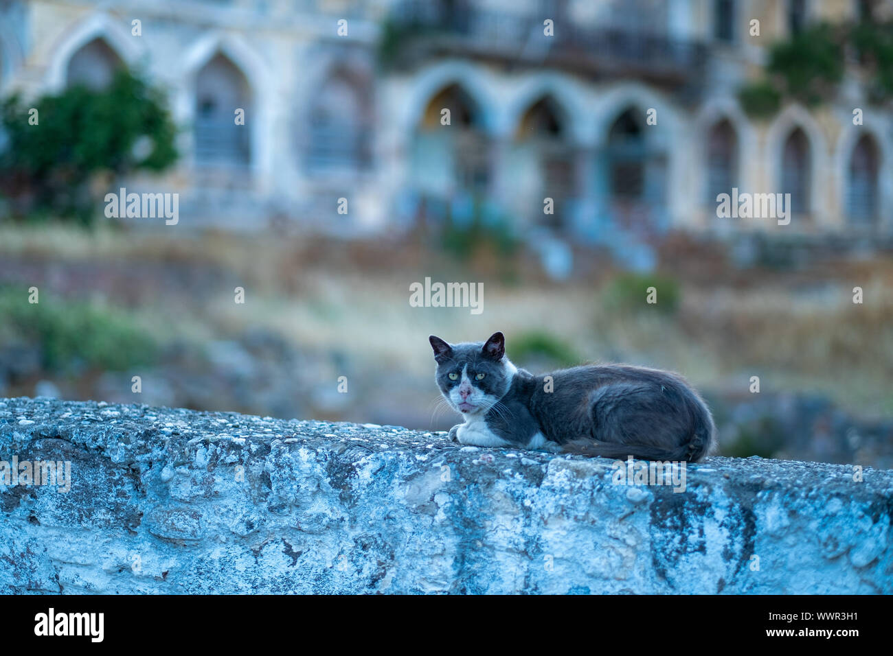 Undomestic cats in Athen, Greece Stock Photo