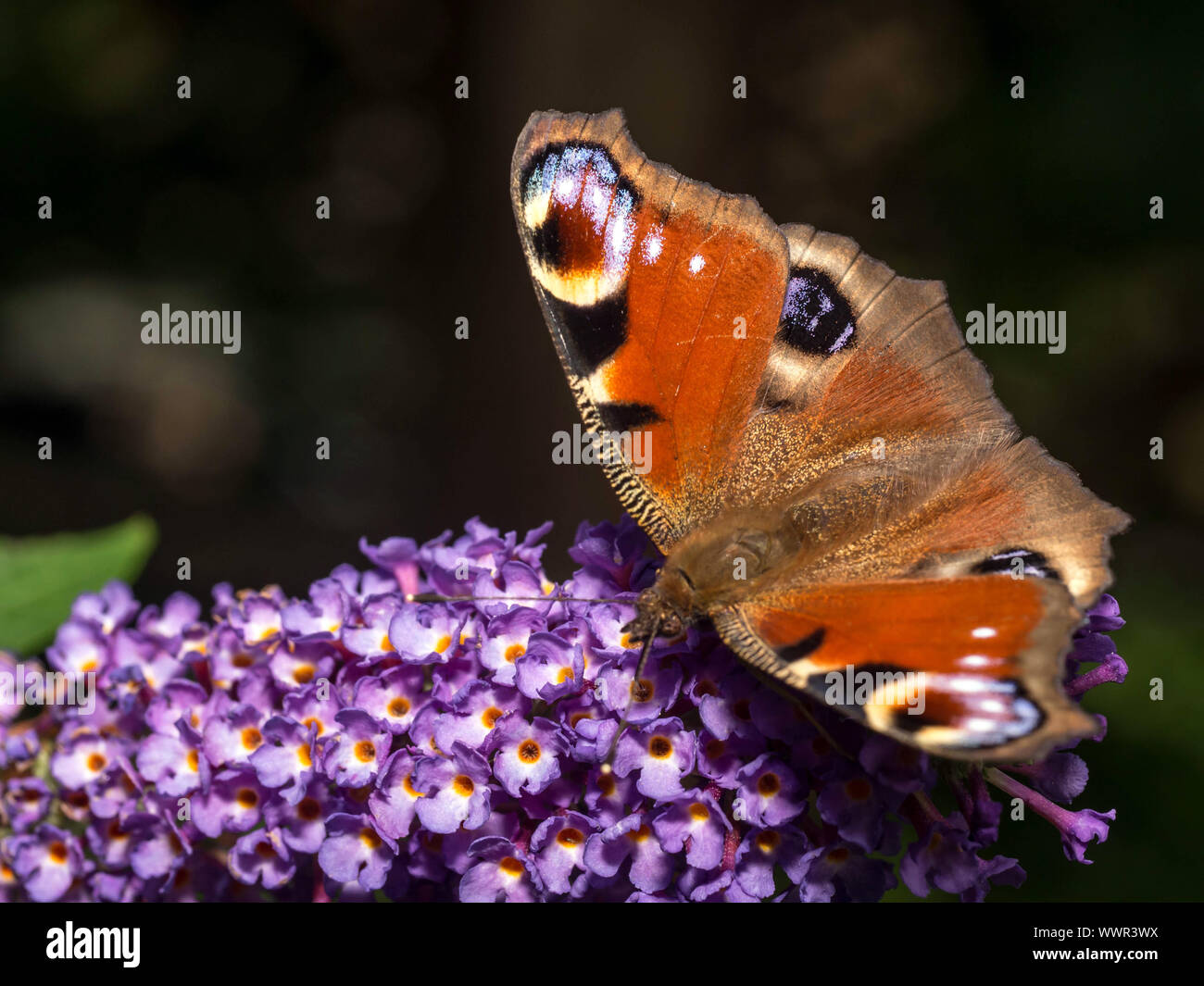 Butterfly animal hi-res stock photography and images - Alamy