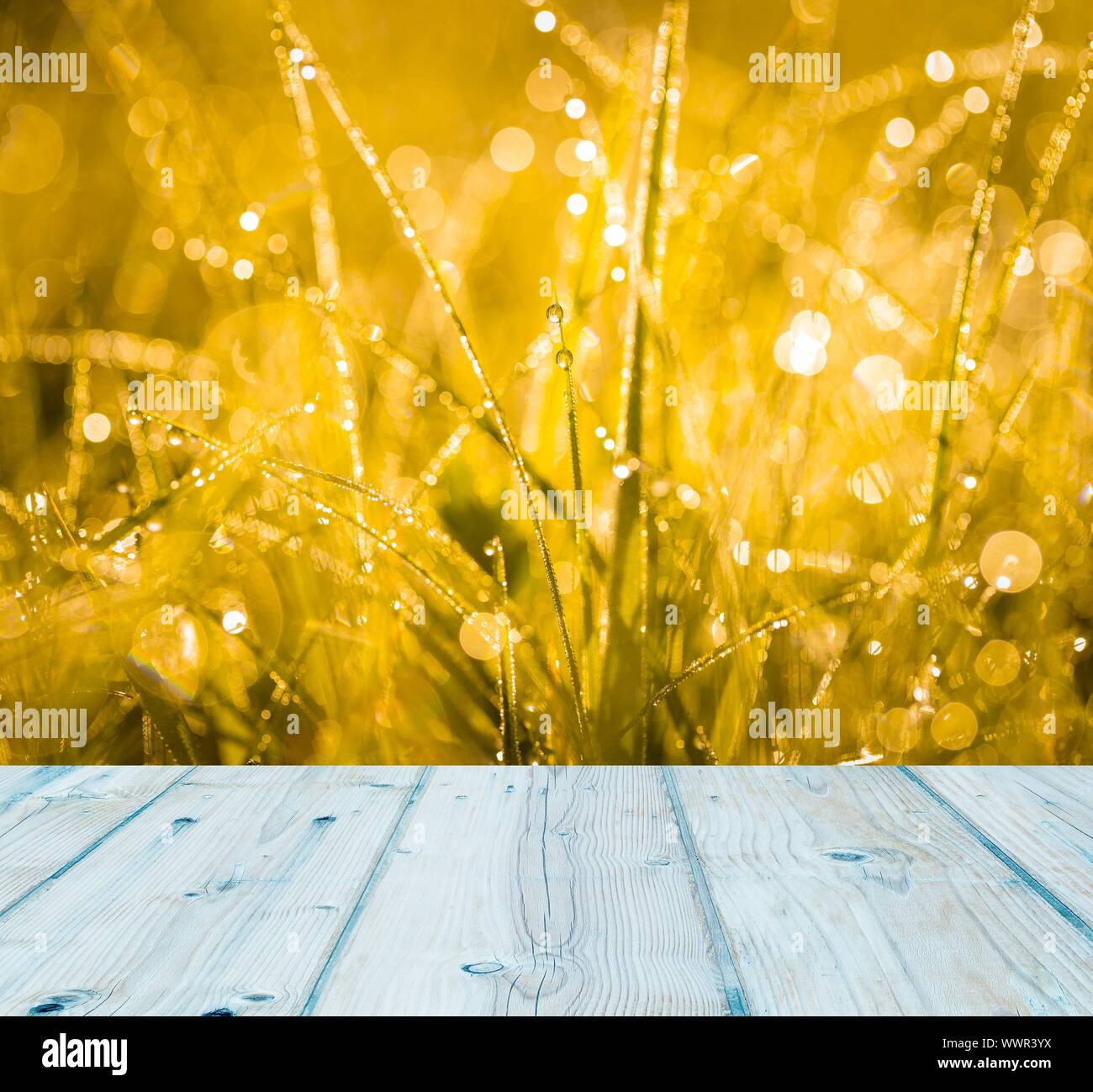 Grass with water droplets at sunrise and wooden planks floor on foreground Stock Photo