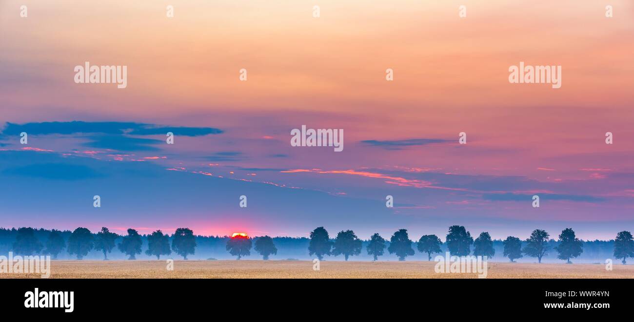 Sunrise over corn fields and distant trees alley. Magical morning on polish field. Stock Photo