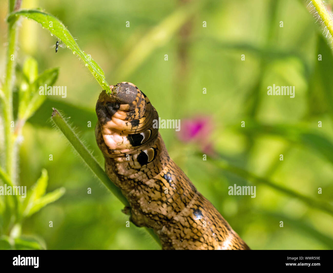 Elephant hawkmoth caterpillar Stock Photo Alamy