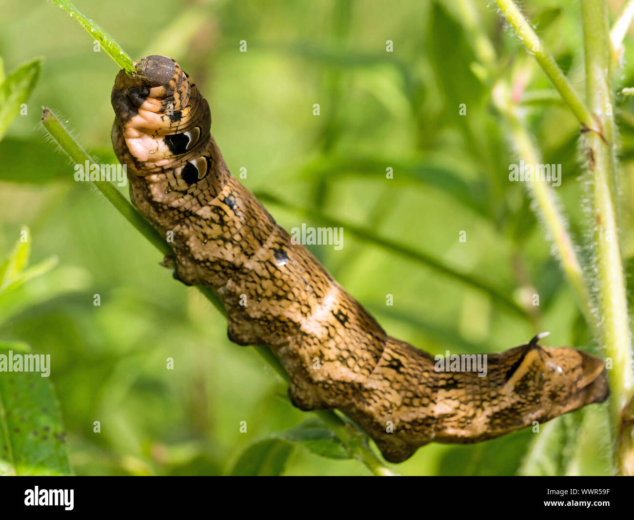Elephant hawkmoth caterpillar Stock Photo Alamy