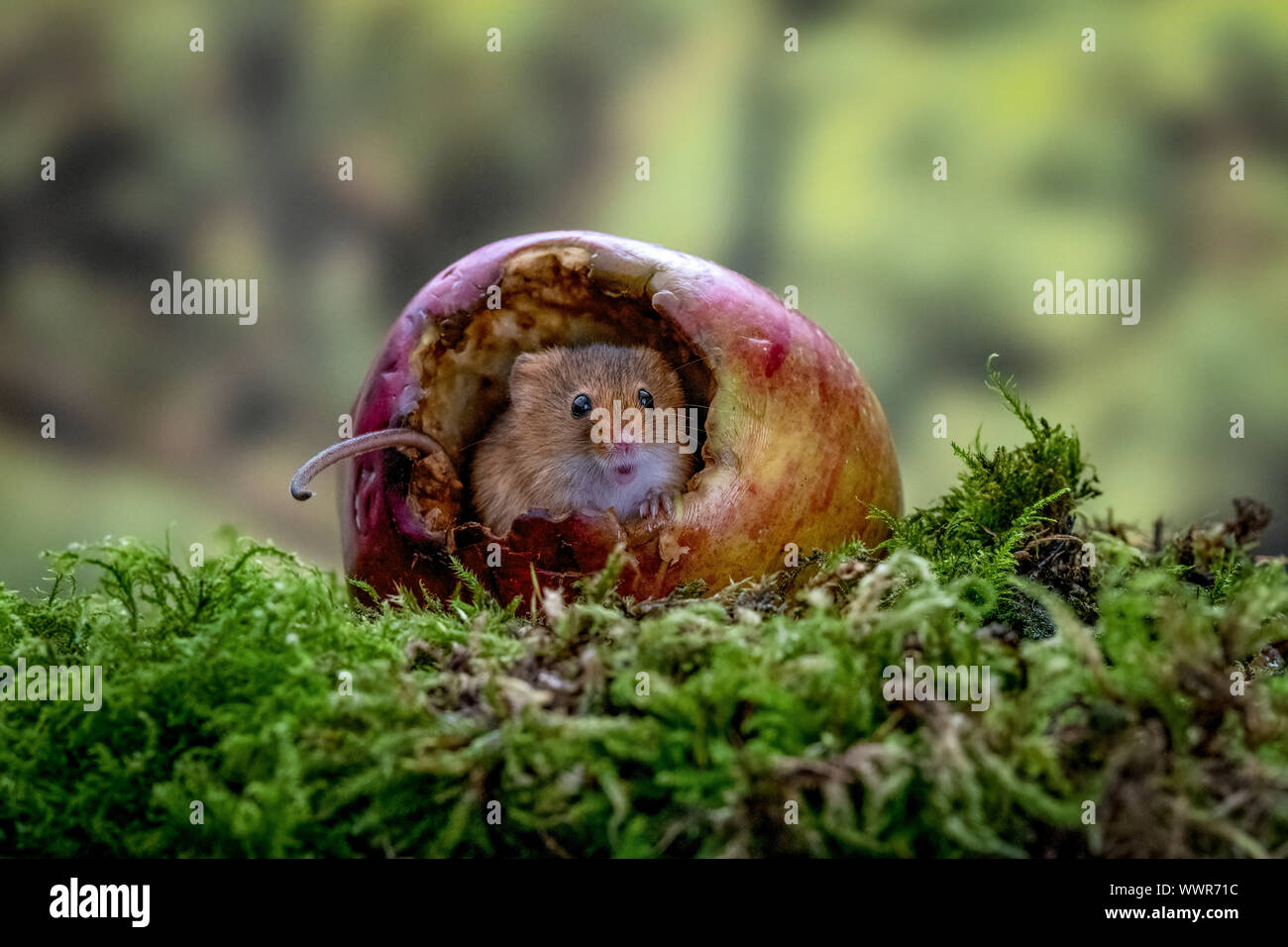 Harvest Mouse (Micromys minutus) sits inside a hollowed out fallen