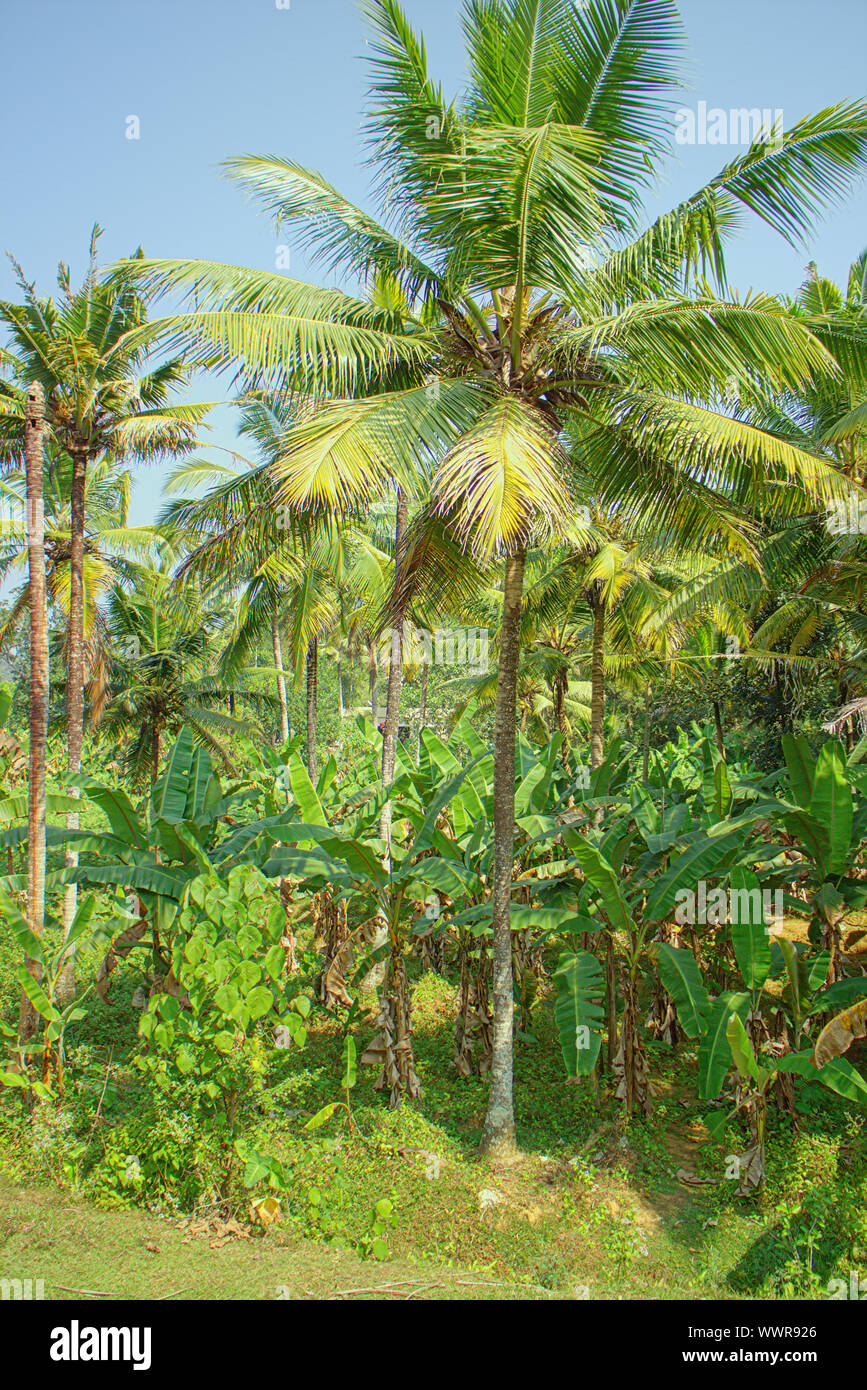 Well maintained plantations hires stock photography and images Alamy