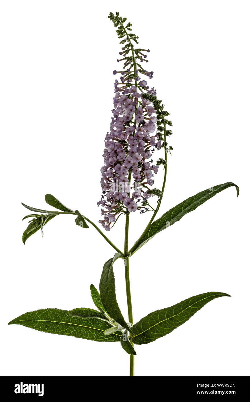 Florez Nursery Buddleia Davidii Empire Blue