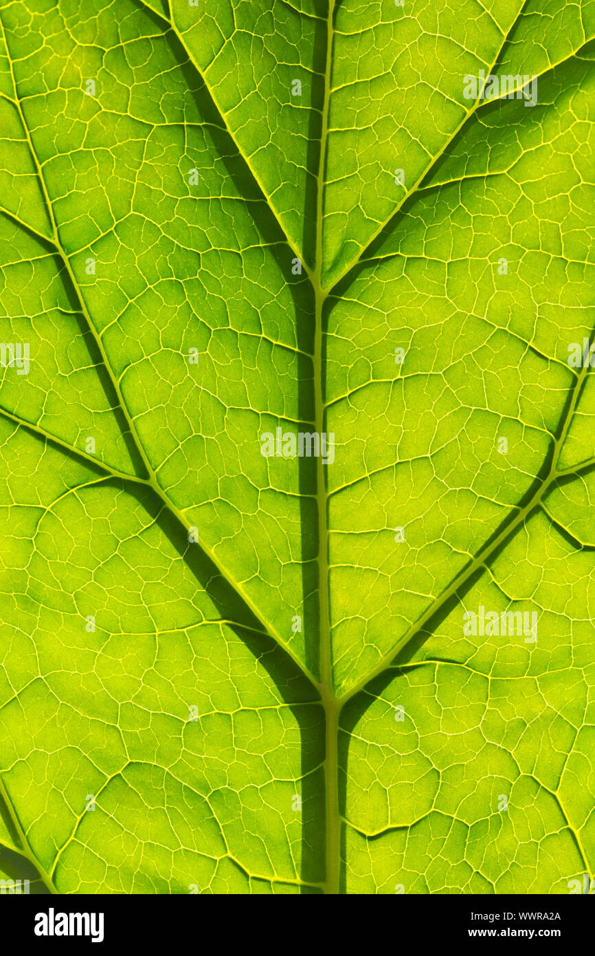 Green, fresh leaf closeup with visible structure, in light Stock Photo