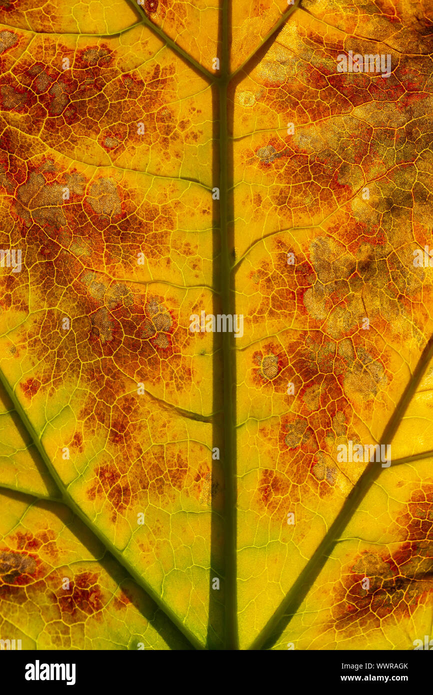 Texture of a yellow autumn leaf on a clearance closeup Stock Photo