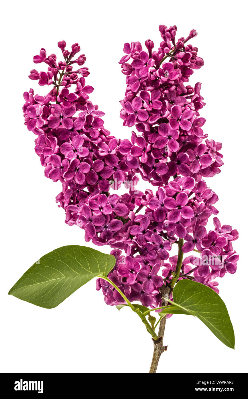 Vulga High Resolution Stock Photography And Images Alamy