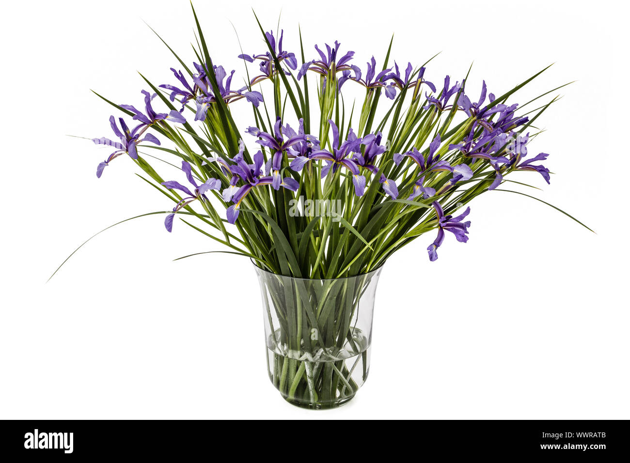 Flowers of Iris pseudacorus in glass vase,isolated on white background Stock Photo
