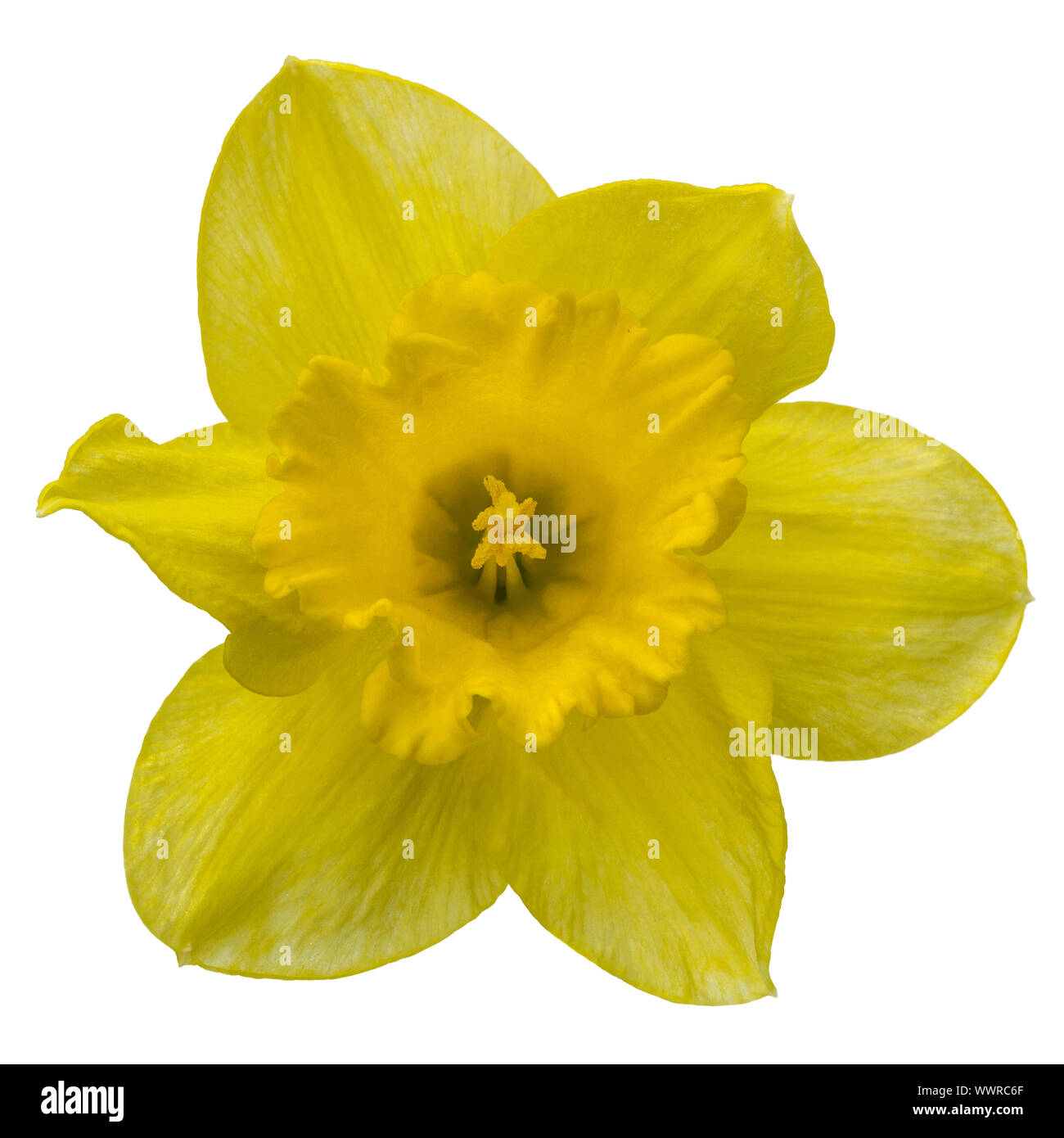 Flower of yellow Daffodil (narcissus) close-up, isolated on white background Stock Photo