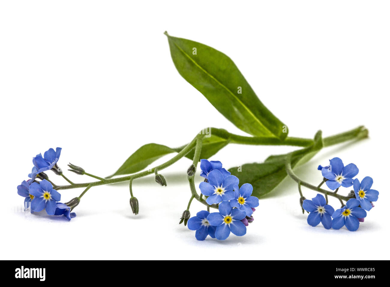 Light blue flowers of Forget-me-not (Myosotis arvensis), isolated on white background Stock Photo