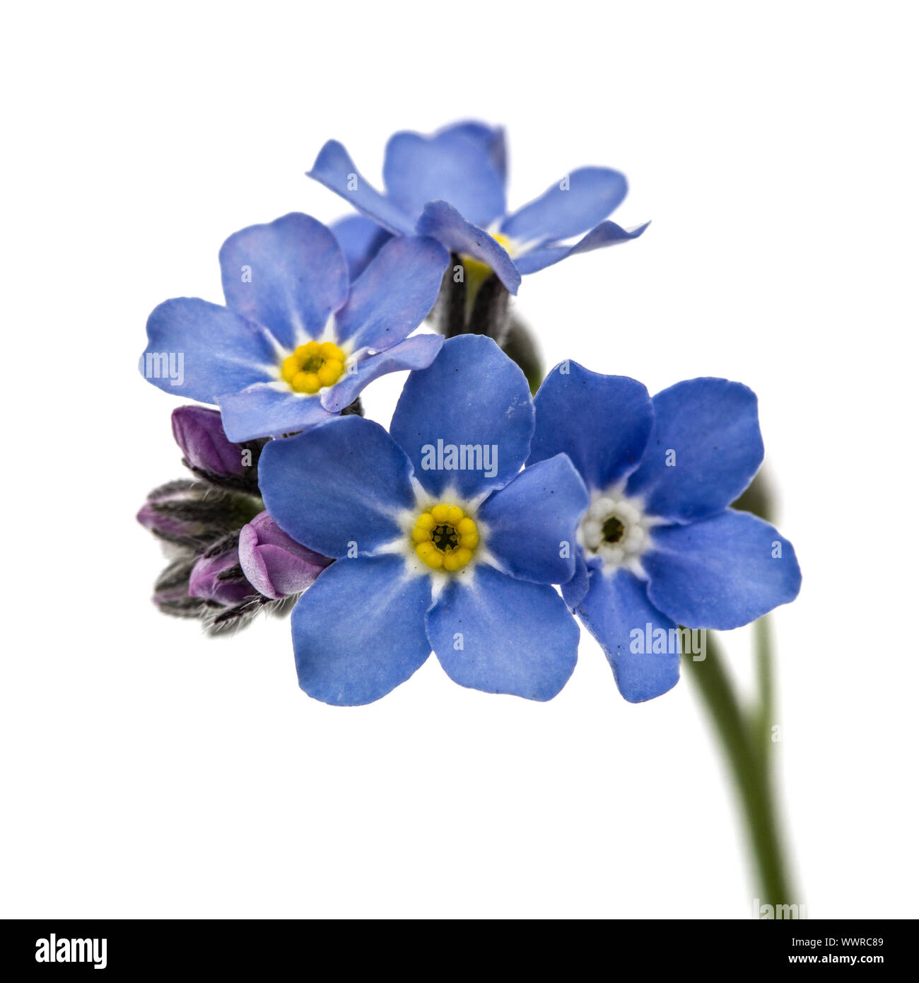 Light blue flowers of Forget-me-not (Myosotis arvensis), isolated on white background Stock Photo