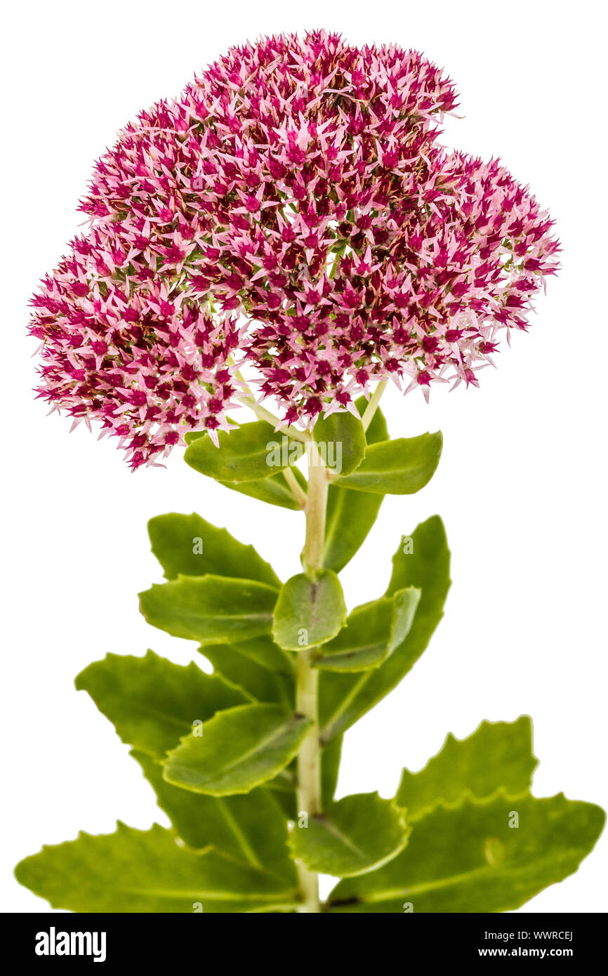 Inflorescence of flowers stonecrop close-up, lat. Sedum spectabile, isolated on white background Stock Photo
