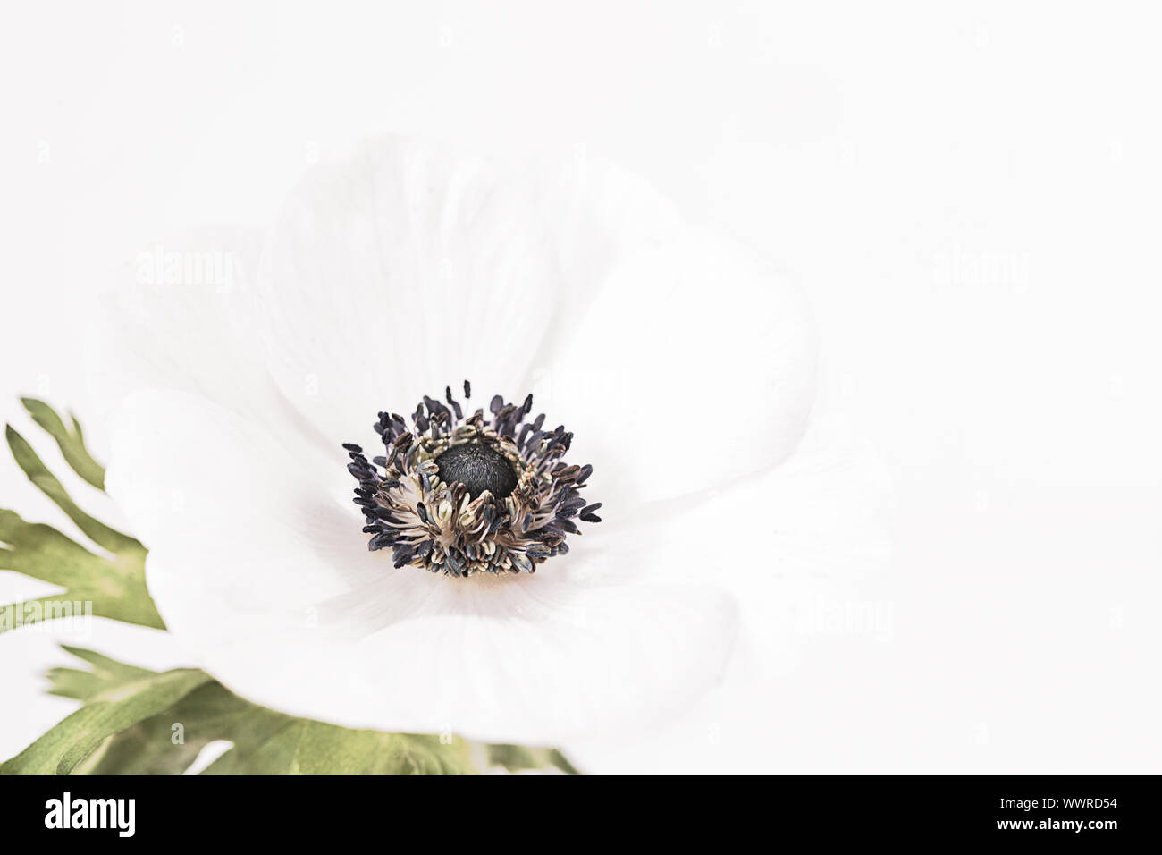Study of a white Anemone Coronaria on white background.  Negative space for type and suitable for printing for wall art.  Grown from a bulb in Sprint. Stock Photo
