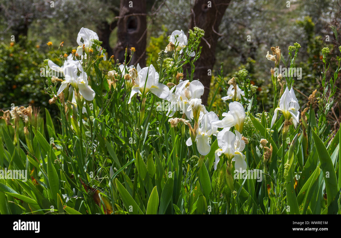 Iris albicans, White Cemetery iris Flowers Stock Photo - Alamy