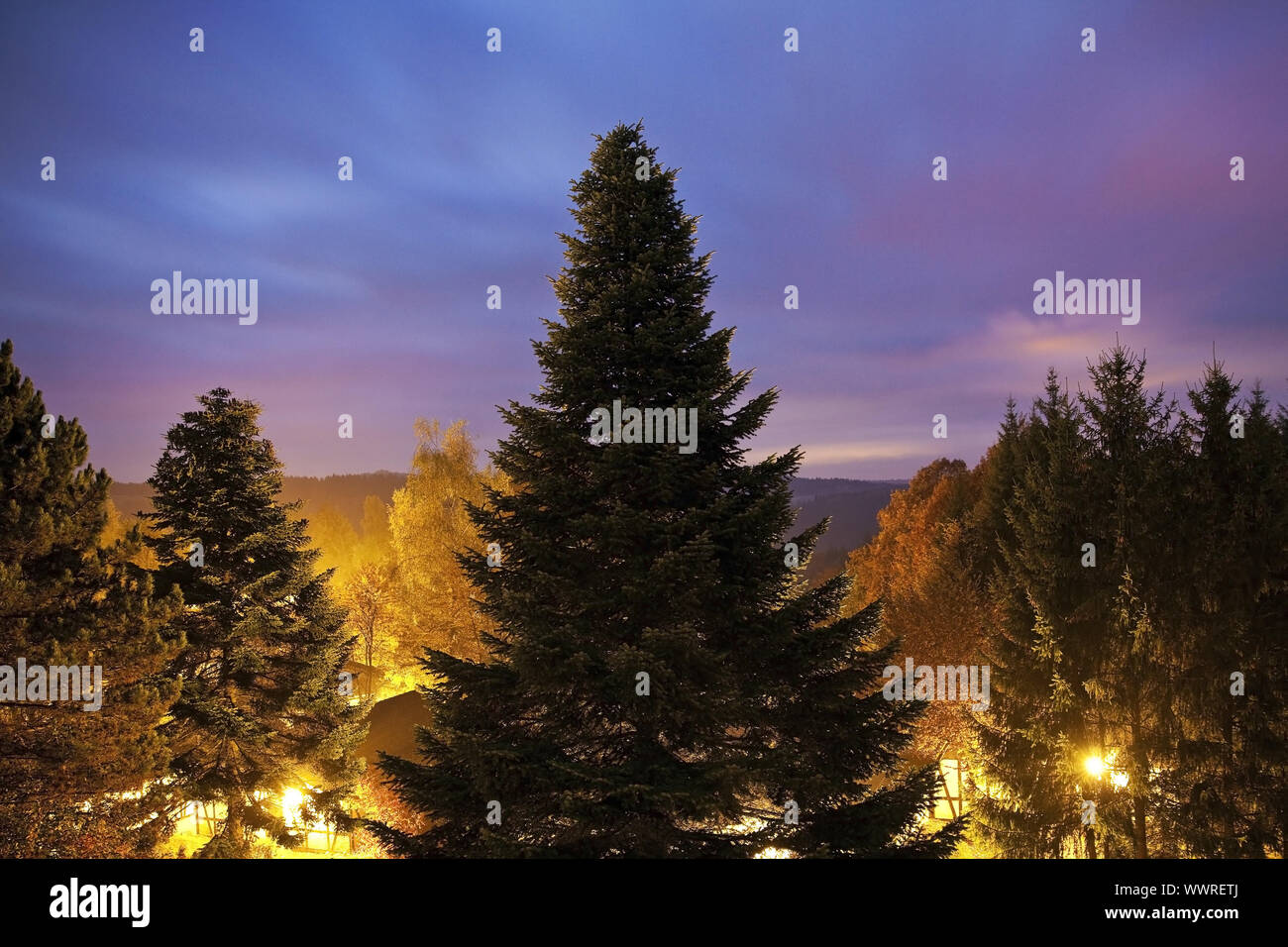 illuminated fir (Abies spec.), in the twilight, Daun, Eifel, Rhineland-Palatinate, Germany, Europe Stock Photo