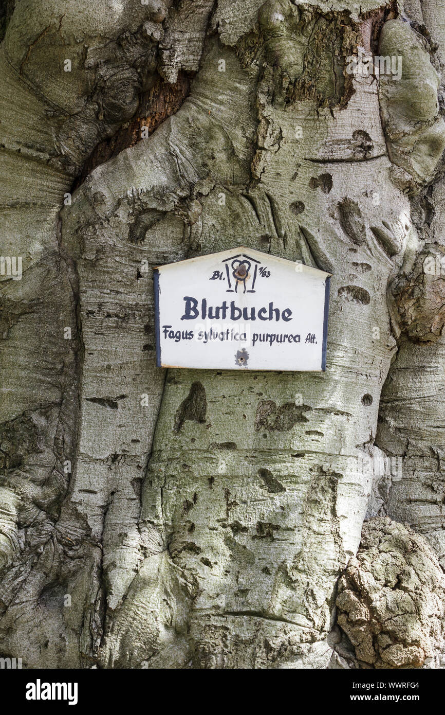 Old copper beech Park Blankenburg Stock Photo Alamy