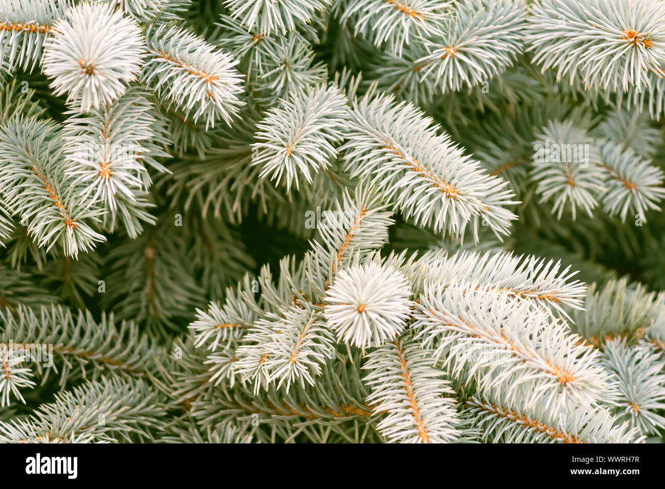 Fluffy branches of a blue spruce Stock Photo Alamy