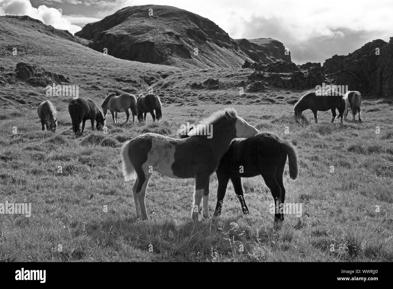 Islandic horse, Icelandic horse, Iceland pony (Equus przewalskii f. caballus), wild horses, Iceland Stock Photo