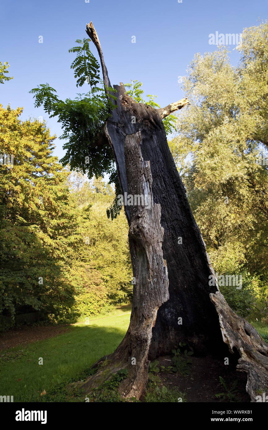 Dead ash tree hires stock photography and images Alamy
