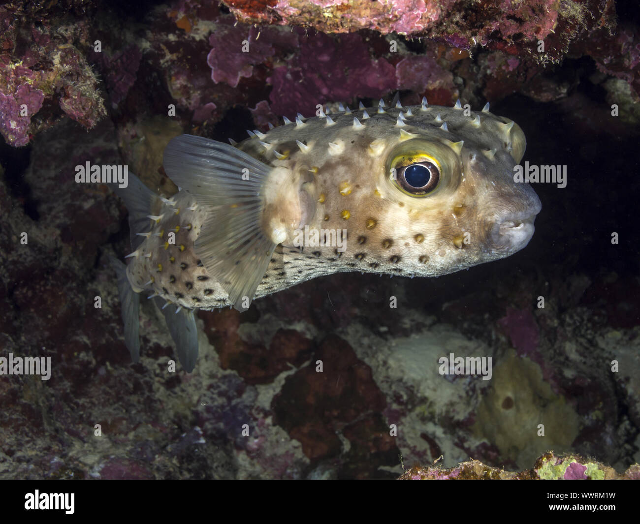 yellowspotted burrfish Stock Photo