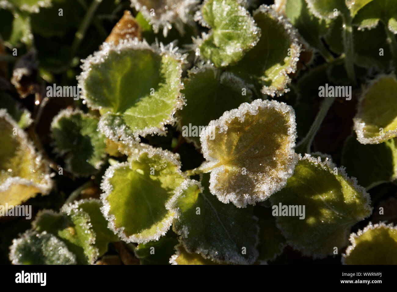 Hoar frost on the leaves of the Carpathian bellflower (Campanula carpatica) Stock Photo
