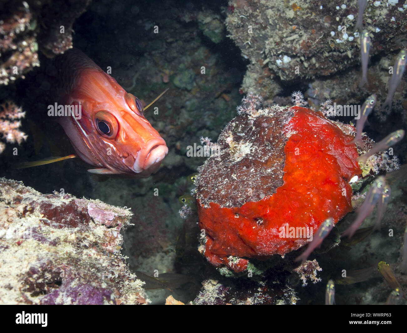 sabre squirrelfish Stock Photo