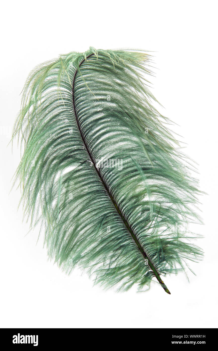 Feather Stock Photo