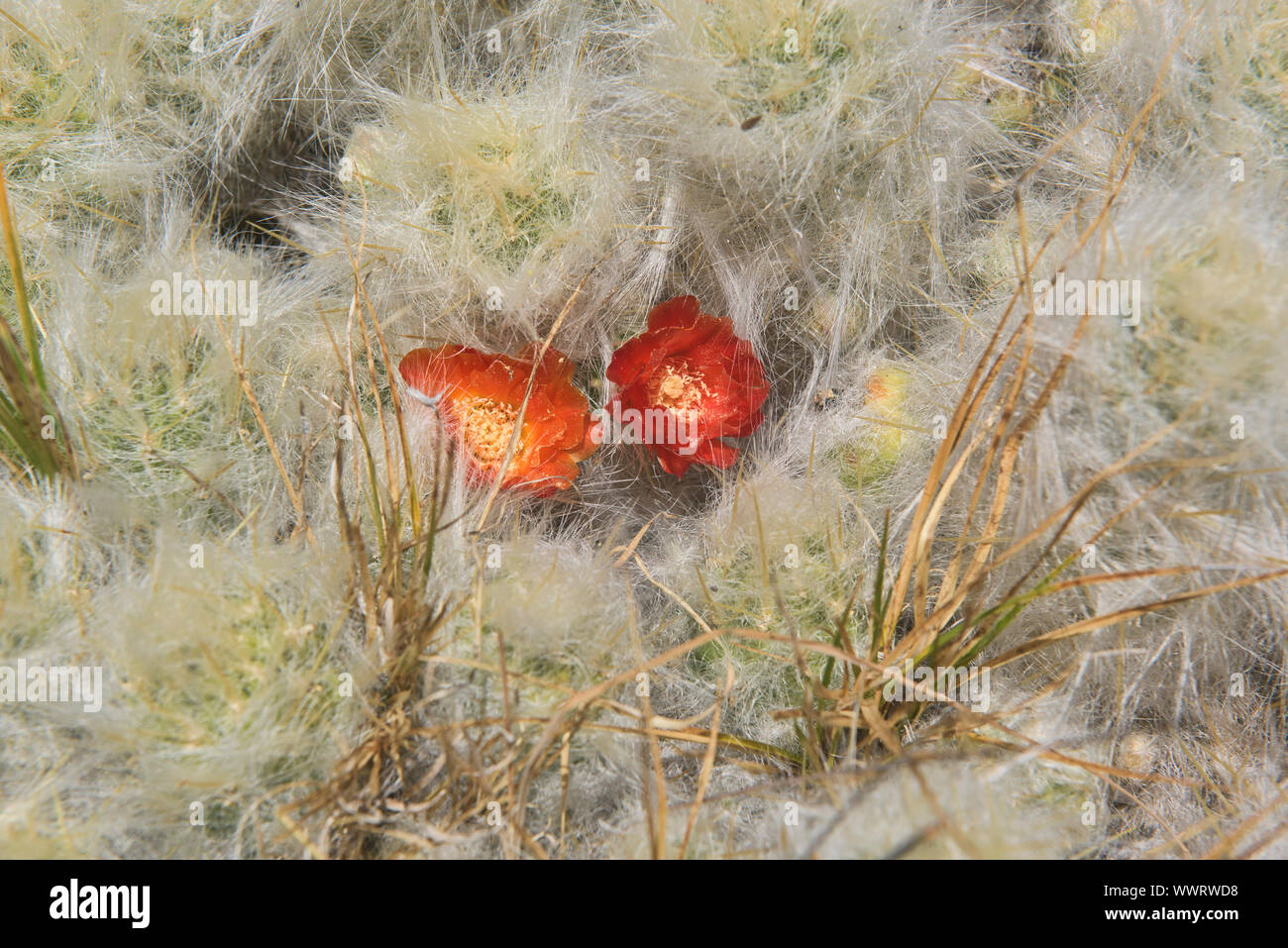 Mound cactus flower (Tephrocactus floccosus) in the Cordillera Huayhuash, Ancash, Peru Stock Photo
