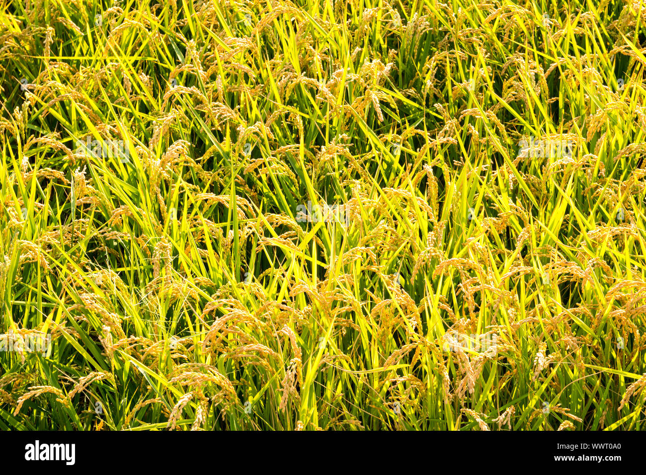 Rice field background Stock Photo Alamy