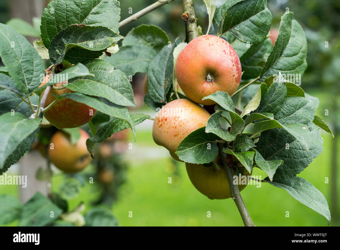 Hadelner Rotfranch, apple, old variety, Germany, Europe; Stock Photo
