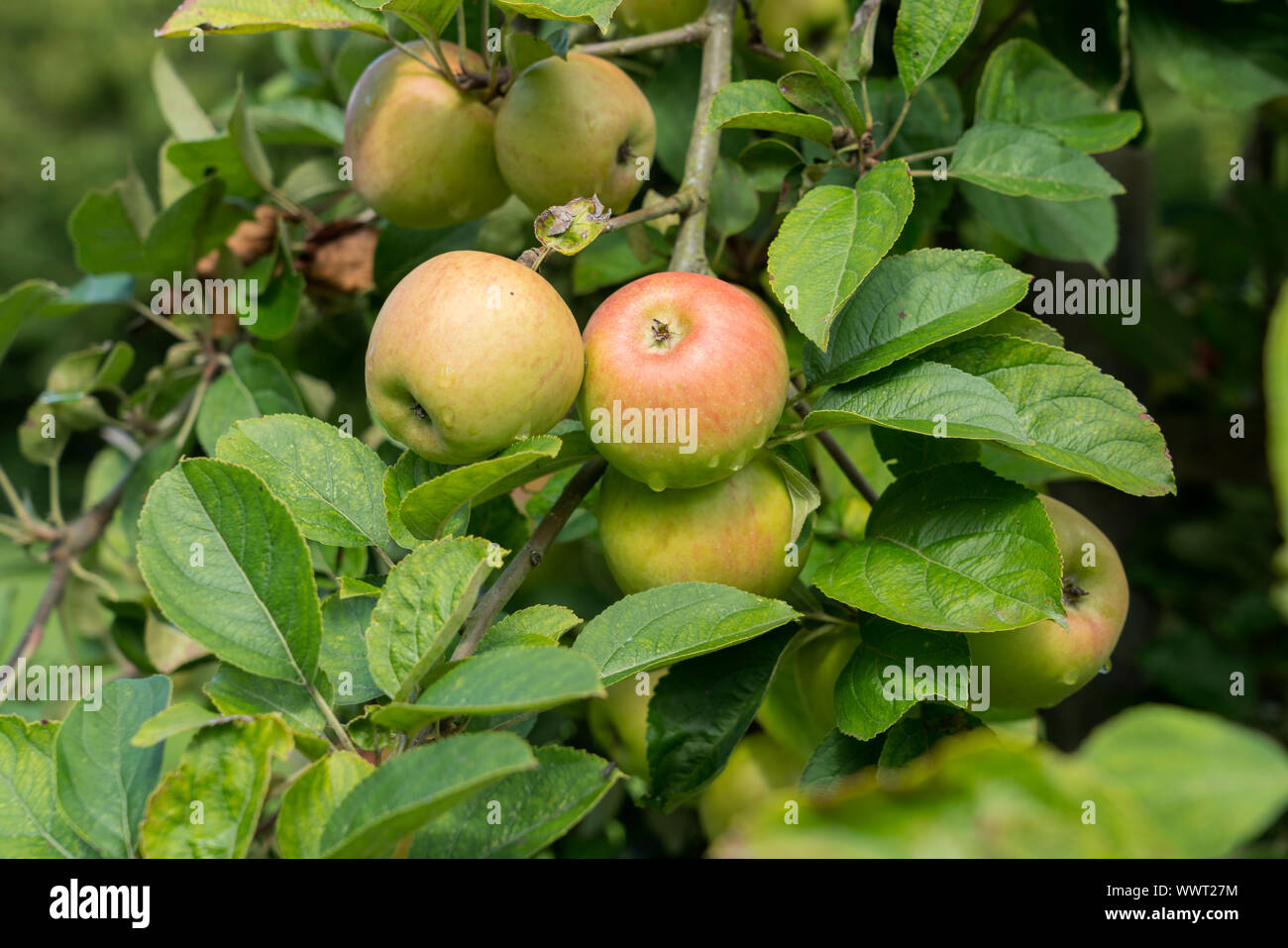 Holländischer Prinz, Dutch prince, apple, old variety, Germany, Europe Stock Photo