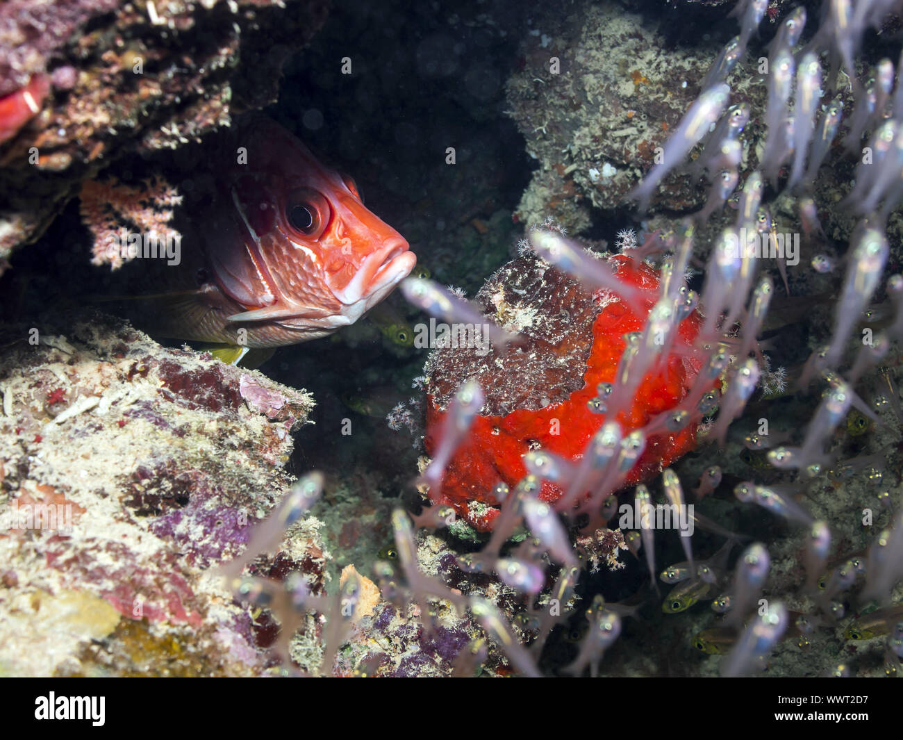 sabre squirrelfish Stock Photo